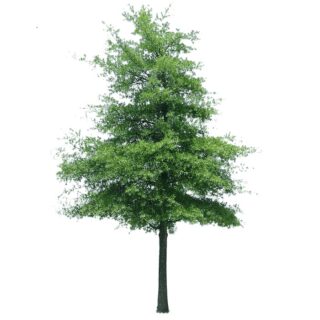 steeneik-eik-quercus ilex-quercus-eikenboom-eikel-webshop