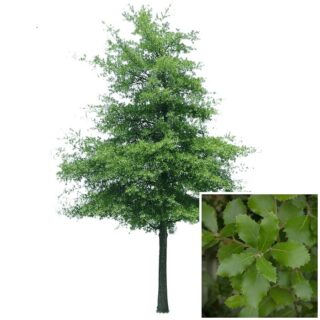 steeneik-eik-quercus ilex-quercus-eikenboom-eikel-webshop-blad