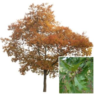 eik- amerikaanse eik-blad-quercus-rubra_leaf-eikel-webshop