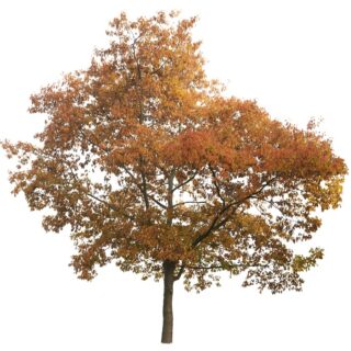 eik- amerikaanse eik-quercus-rubra_eikel-webshop