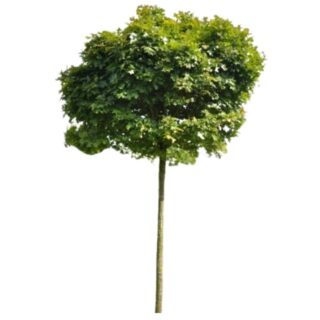 quercus palustris green dwarf- moeraseik- moeraseik green dwarf-quercus-eikenboom-eikel-webshop-blad