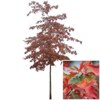 quercus-palustrisr-tree-moeraseik-rood-blad-eikel-webshop