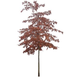 quercus-palustrisr-tree-moeraseik-rood-eikel-webshop