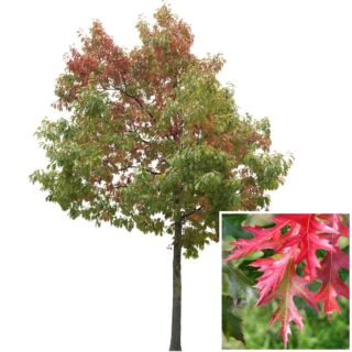 scharlaken-scharlakeneik-blad-quercus-coccinea-leaf-eikel-webshop