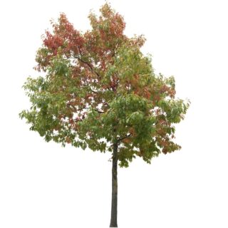 scharlaken-scharlakeneik-quercus-coccinea-eikel-webshop