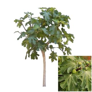 vijgenboom-vijgen-ficus carica forma toscana blad eikel webshop