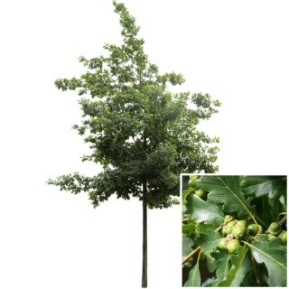 wintereik-quercus-petraea-blad-leaf-webshop-eikel