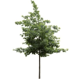 wintereik-quercus-petraea-webshop-eikel