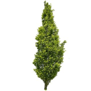 zuilvormige zomereik -blad- leaf- QUERCUS ROBUR ‘FASTIGIATE KOSTER’- eikel-webshop