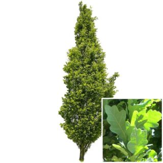 zuilvormige zomereik -piramide-blad- leaf- QUERCUS ROBUR ‘FASTIGIATE KOSTER’- eikel-webshop