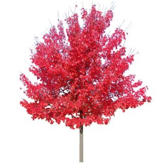 Acer Rubrum october glory maple leaf esdoorn eikel webshop