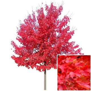 Acer Rubrum october glory maple leaf rode esdoorn eikel blad webshop