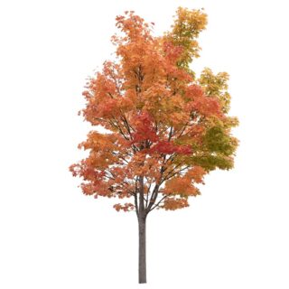 Acer platanoides Noorse Esdoorn Eikel Webshop