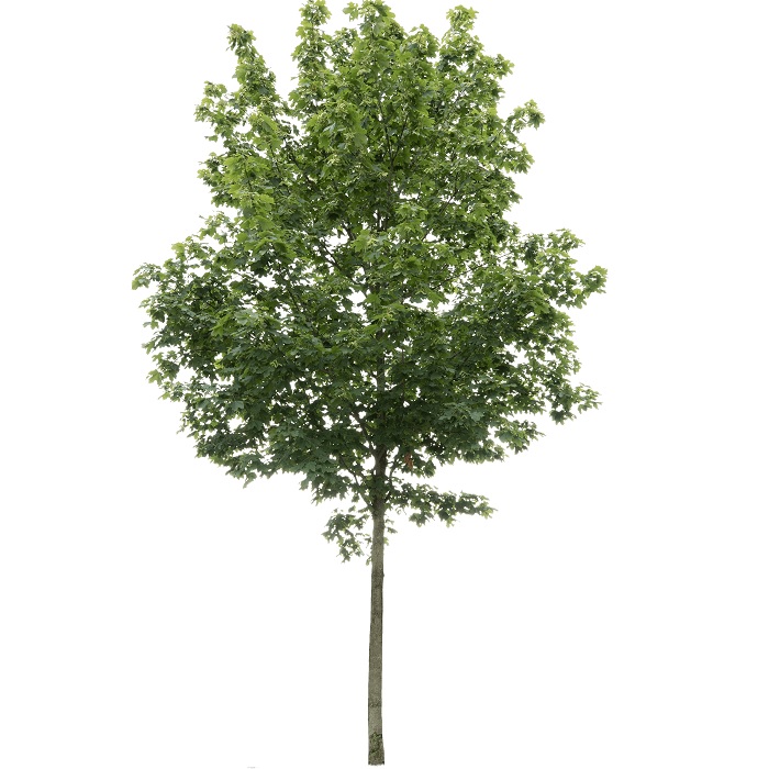Acer platanoides green Noorse Esdoorn groen Eikel Webshop Acer-platanoides-green-Noorse-Esdoorn-groen-Eikel-Webshop