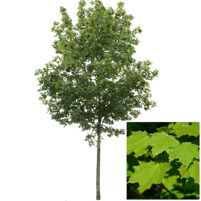Acer platanoides green leaf Noorse Esdoorn groenblad Eikel Webshop Acer-platanoides-green-leaf-Noorse-Esdoorn-groenblad-Eikel-Webshop