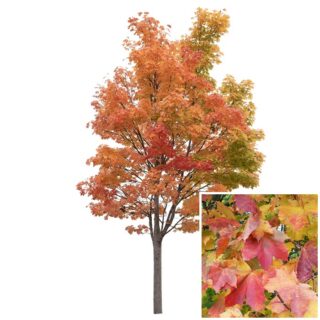 Acer platanoides leaf Noorse Esdoorn blad Eikel Webshop