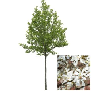 Magnolia Kobus Japanse magnolia bloei blad leafwebshop eikel