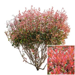 glansmispel Photinia fraseri Red Robin meerstam blad eikel webshop