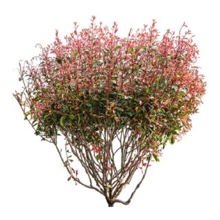 glansmispel Photinia fraseri Red Robin meerstam eikel webshop