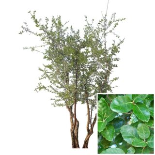 quercus-suber-tree-kurkeik-kurk-meerstam-multistam-blad-stam-eikel-webshop