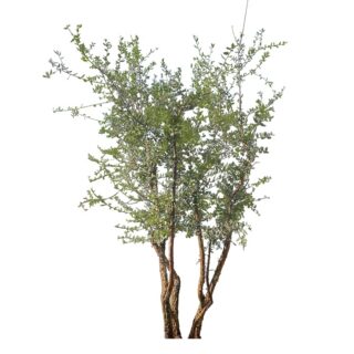 quercus-suber-tree-kurkeik-kurk-meerstam-multistam-eikel-webshop