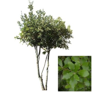steeneik-eik-quercus ilex-quercus-eikenboom-blad-meerstam-eikel-webshop-blad