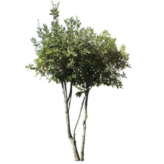 steeneik-eik-quercus ilex-quercus-eikenboom-meerstam-eikel-webshop-blad