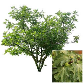 vijgenboom-ficus carica blad eikel shop