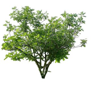 vijgenboom-ficus carica eikel shop