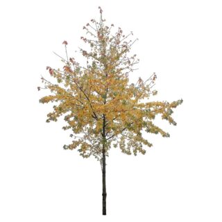 witte esdoorn blad Acer saccharinum 2 eikel webshop