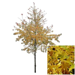 witte esdoorn blad Acer saccharinum leaf 2 eikel webshop