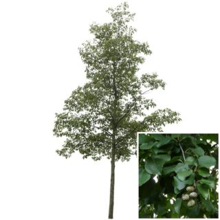 Alnus cordata Hartbladige els Italiaanse els blad eikel webshop