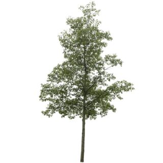 Alnus cordata Hartbladige els Italiaanse els eikel webshop