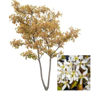 Amelanchier lamarckii krentenboompje blad 2 eikel webshop 1