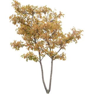 Amelanchier lamarckii krentenboompje eikel webshop 1