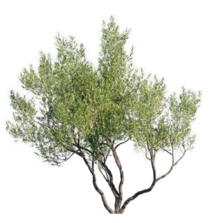 Olea-Olea Europaea-olijfboom-olijf multistam 2-eikel-webshop