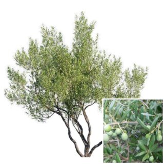 Olea-Olea Europaea-olijfboom-olijf multistam olijf blad 2-eikel-webshop