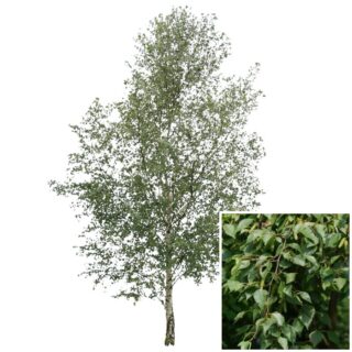 Papierberk Betula papyrifera blad eikel webshop