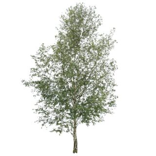 Papierberk Betula papyrifera eikel webshop