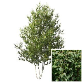Papierberk Betula papyrifera meerstam blad eikel webshop