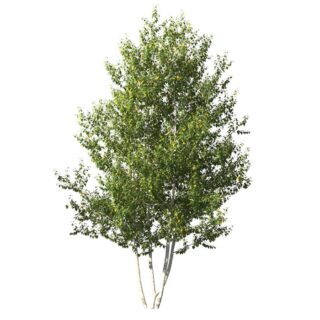 Papierberk Betula papyrifera meerstam eikel webshop