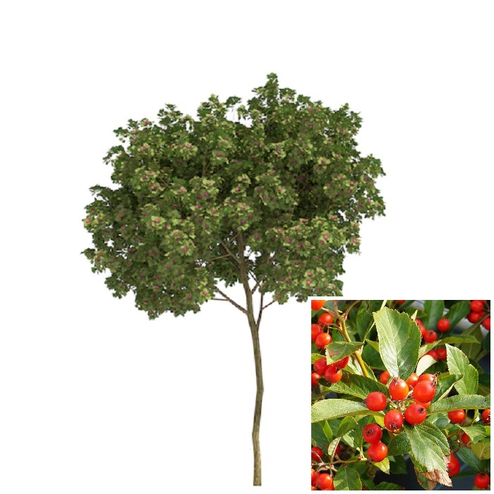 Tweestijlige meidoorn - Crataegus laevigata blad bes bloem eikel webshop Tweestijlige-meidoorn-Crataegus-laevigata-blad-bes-bloem-eikel-webshop