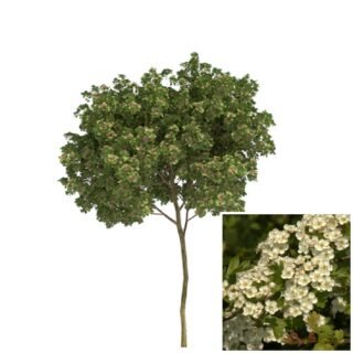Tweestijlige meidoorn – Crataegus laevigata blad bloem eikel webshop