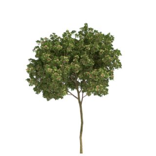 Tweestijlige meidoorn – Crataegus laevigata eikel webshop