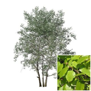 Zachte berk Betula pubescens blad eikel webshop