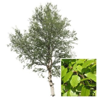 Zachte berk Betula pubescens blad eikel webshop