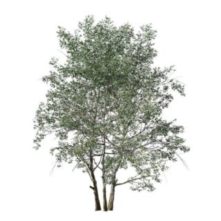 Zachte berk Betula pubescens eikel webshop