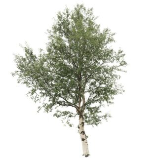 Zachte berk Betula pubescens eikel webshop
