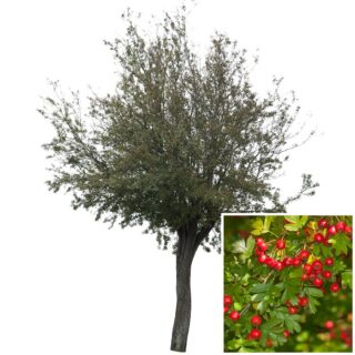eenstijlige meidoorn Crataegus monogyna blad eikel webshop