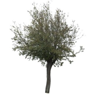 eenstijlige meidoorn Crataegus monogyna eikel webshop